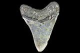 Fossil Megalodon Tooth - North Carolina #105018-2
